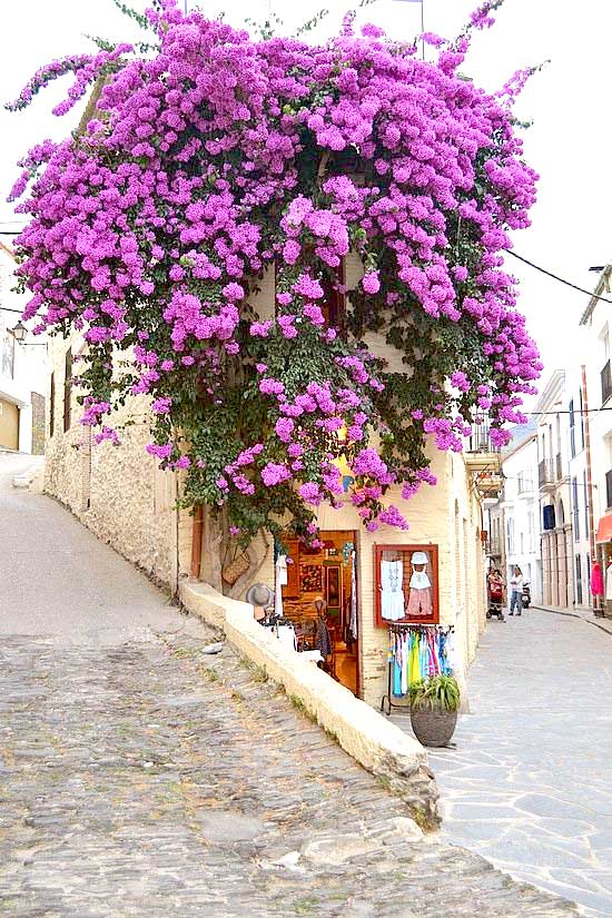 cadaques-bouganville